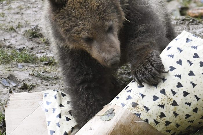 Je absurdné, aby premnožené medvede ohrozovali životy ľudí